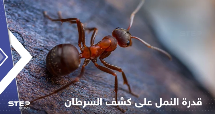 قدرة النمل على كشف أورام السرطان.. دراسة جديدة تكشف التفاصيل