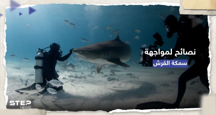 كيف تتصرف حال هاجمك قرش مفترس.. 7 نصائح منها "التصرّف بشجاعة"