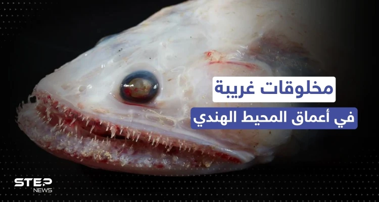 مخلوقات غريبة قرب براكين في أعماق المحيط الهندي.. اكتشاف مذهل في عالم البحار
