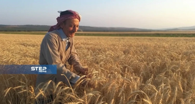 بالصور.. بدء موسم حصاد محصول القمح غرب حلب.. بين ضعف الانتاج وارتفاع التكاليف