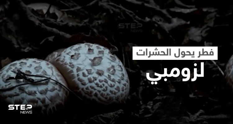 شاهد|| حقيقة مرعبة.. ظاهرة الزومبي مستوحاة من الطبيعة واكتشاف فطر قاتل يهاجم دماغ الحشرات ويحولها إلى زومبي (فيديو)
