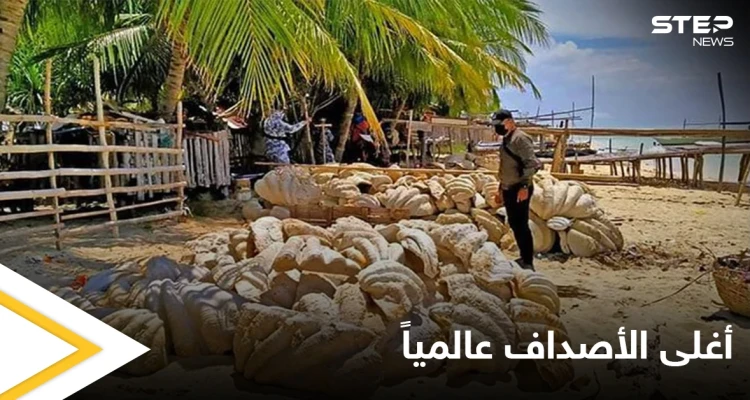 القبض على جامعي أصداف عملاقة تجاوز ثمنها 25 مليون دولار في الفلبين وهذه تفاصيل الحادثة