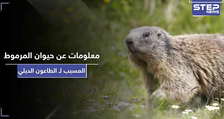 5 معلومات عن حيوان المرموط المسبب لـ الطاعون الدبلي "الموت الأسود"