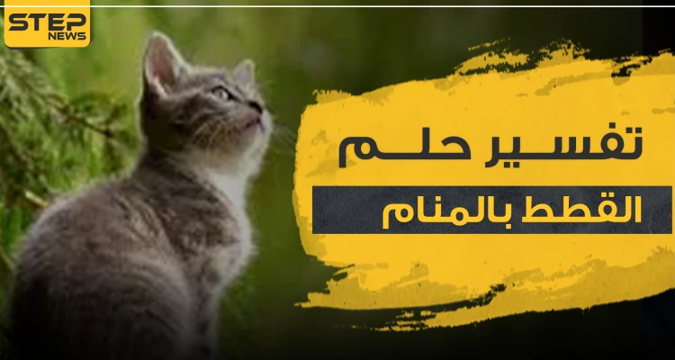 تفسير حلم القطط بالمنام بأكثر من رواية وحسب عدة مواضع