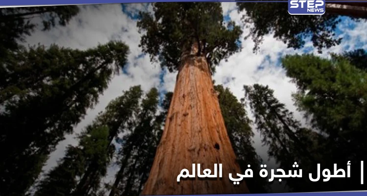 مغامران يكتشفان أطول شجرة في العالم بمحض الصدفة ومصادر تكشف أهميتها