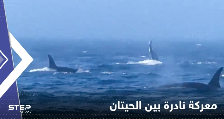 "مشاهد لا تصدق".. معركة نادرة بين نوعين من الحيتان تخللها صفعات وصراخ