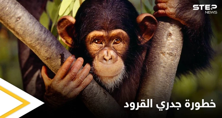 البحث عن 200 شخص في أمريكا خوفاً من إصابتهم بمرض جدري القرود ومصادر تكشف خطورته