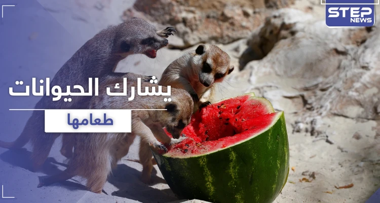 بالفيديو || مدرس صيني يأكل مع الحيوانات طعامها المفضل
