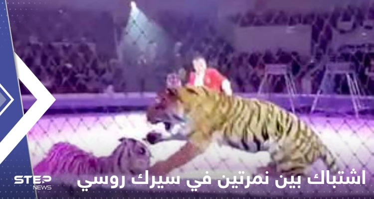 شاهد|| اندلاع معركة "شرسة" بين نمرتين في سيرك روسي يدفع المسؤولين لإيقاف العرض فوراً
