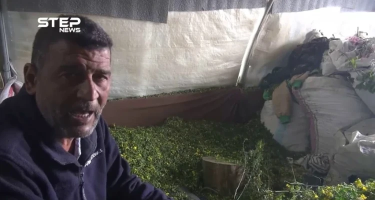 العمل في الأعشاب مهنة تساعد أهالي مخيمات خربة الجوز في ريف جسر الشغور لتأمين لقمة العيش: أخبار