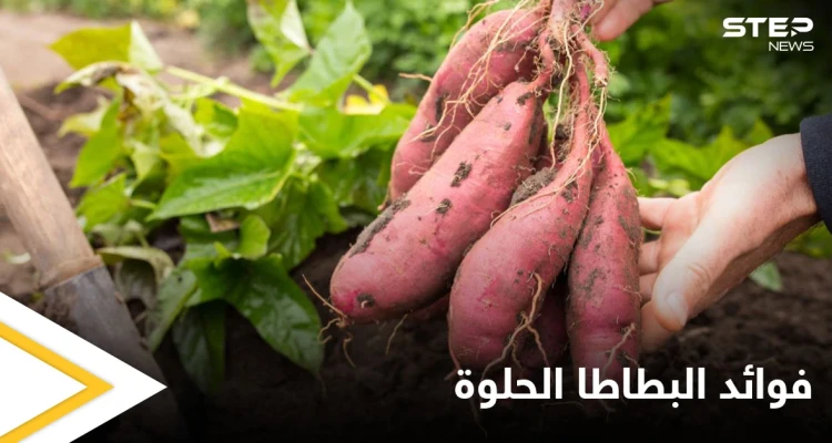 أبرز فوائد البطاطا الحلوة للمفاصل وعلاج الالتهابات