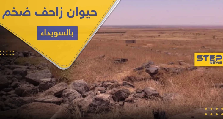 بالصور ظهور حيوان زاحف ضخم في بادية السويداء لأول مرة