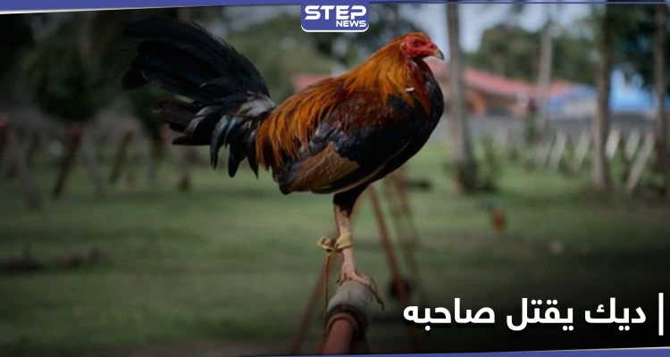 انقلب السحر على الساحر.. ديك مصارعة يقتل صاحبه طعناً بالهند والشرطة تتحفظ عليه بمركزها