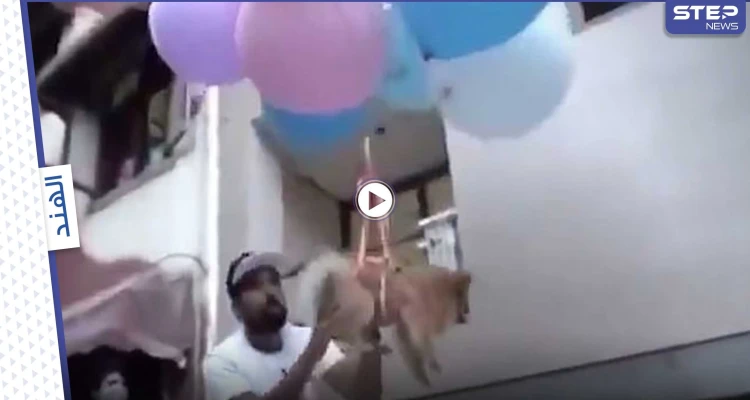 بالفيديو|| القبض على يوتيوبر هندي ربط كلبه الأليف ببالونات هيدروجين وجعله يصير بالهواء