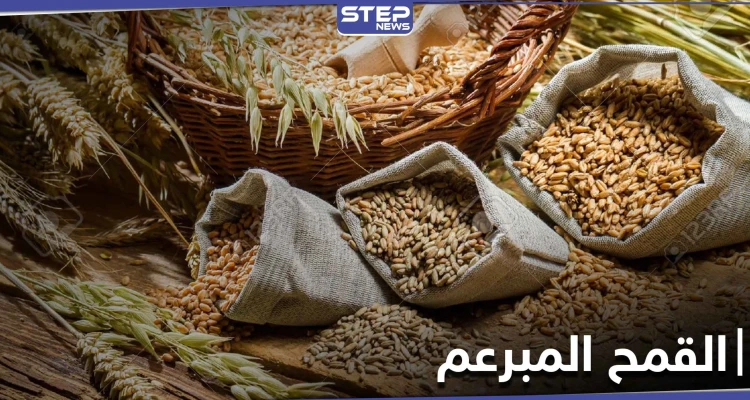القمح المبرعم ثورة في عالم الغذاء .. فوائده الكثيرة وأسرار استنباته