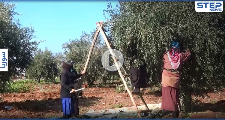 عدسة ستيب ترصد بدء موسم قطاف الزيتون شمال غرب إدلب وسط صعوبات يواجهها مزارعي المنطقة