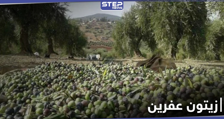 خاص|| فرض إتاوات على موسم زيتون أهل عفرين والرافض يُعاقب بقلع أشجاره