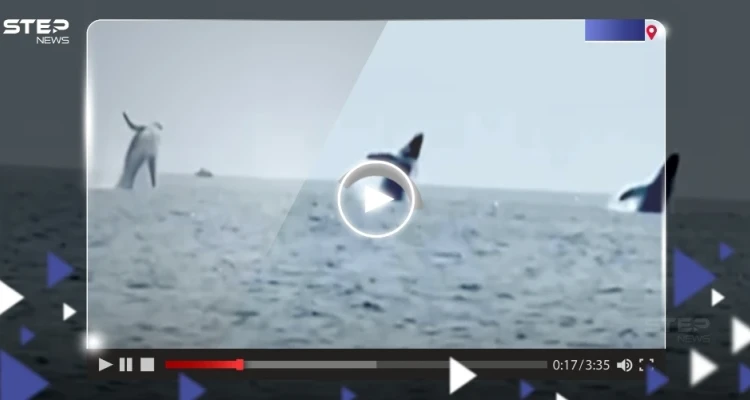 مشهد "نادر".. قفزة متزامنة لـ 3 حيتان بتناسق تام