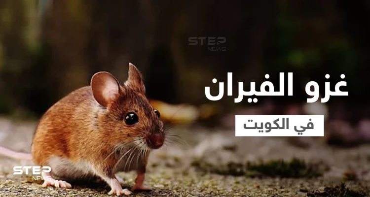 بالفيديو|| الكويت تواجه معضلة القوارض وهاشتاغ "غزو الفيران" يشعل المنصات ويحمل ذعر المواطنين ومخاوفهم