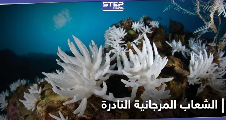 هل تنتصر الشعاب المرجانية النادرة في تايوان على مشروع بقيمة 2 مليار دولار وتوقفه