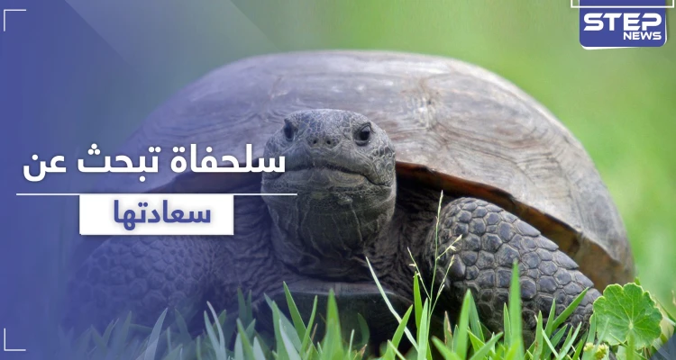 بالفيديو || لحظات مدهشة لسلحفاة تبحث عن سعادتها