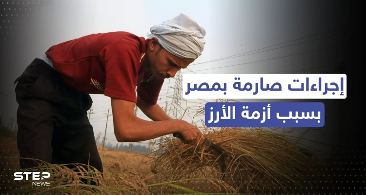 مصر.. إجراءات صارمة من وزارة التموين بسبب أزمة الأرز: أخبار