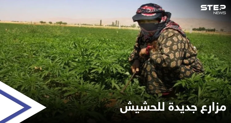 على أطراف البوكمال.. حزب الله اللبناني ينتظر موعد "حصاد الحشيش" في دير الزور