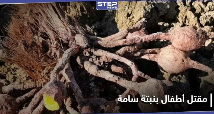 حادثة تهز طنجة.. نبتة "ضارة ونافعة" تودي بحياة طفلين مغربيين وتُسمم آخرين