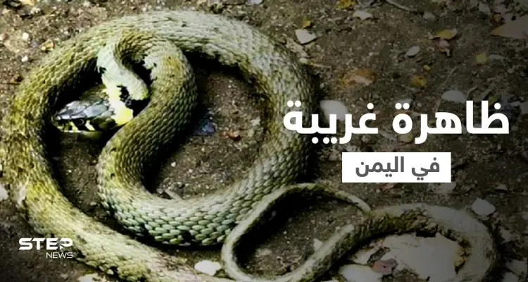 بالفيديو|| ظاهرة مرعبة باليمن.. أمطار غزيرة مصحوبة بثعابين في محافظة تعز ومغردون يوضحون: أخبار