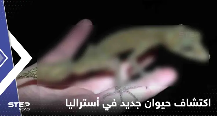 اكتشاف حيوان جديد في أستراليا.. وصحيفة: مثل التنين الصغير (شاهد): أخبار