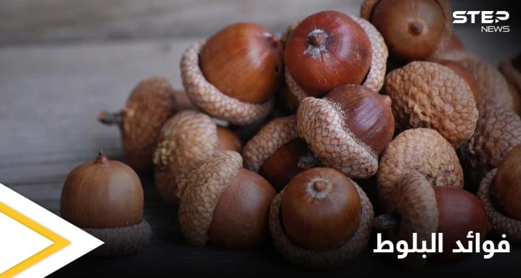 منها إمداد الجسم بالطاقة.. تعرف على أهم فوائد البلوط