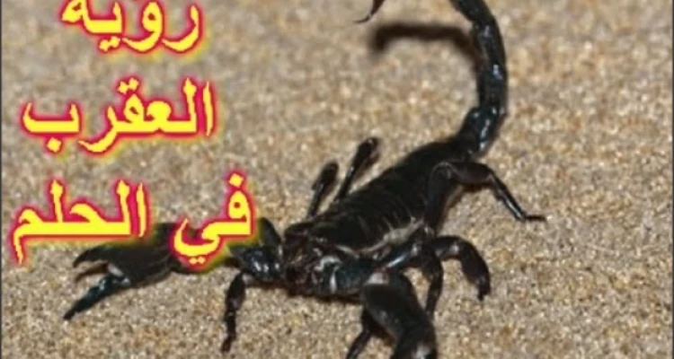 تفسير حلم العقرب في المنام يحمل لك رسالة مهمة ... تعرف عليها