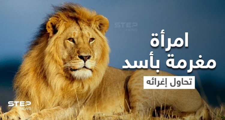بالفيديو|| امرأة مغرمة بأسد تخترق حاجز الحديقة وتتمايل أمامه بفستان أحمر وباقة من الورد وتغريه بأموالها