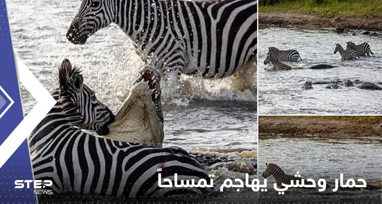 شاهد|| بحادثة مثيرة للدهشة.. حمار وحشي يغرق أسنانه في حلق تمساح كان يتربص به