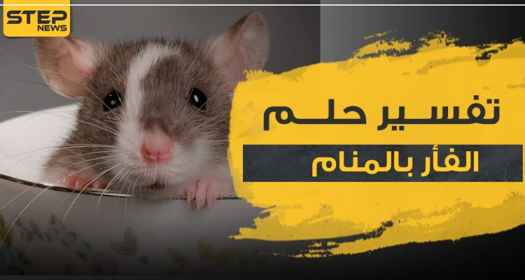 تفسير رؤيا الفأر بالمنام حسب 3 رويات وبأكثر من موضع
