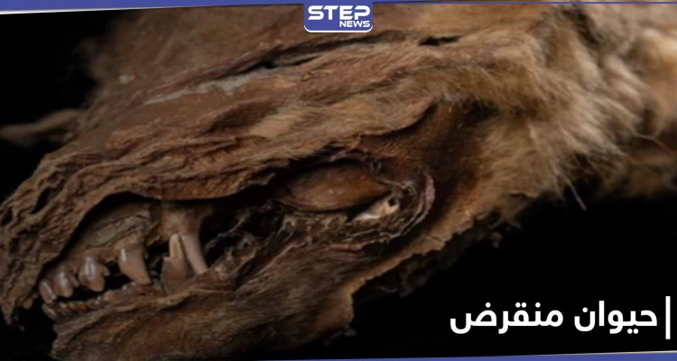 بالصور|| علماء يكتشفون حيوان عاش قبل 57 ألف عام.. "زيهور" ذو الملامح المخيفة