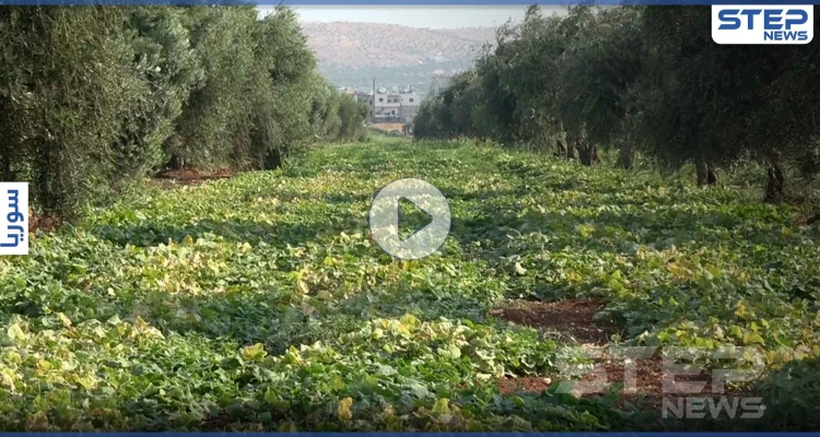 شاهد الصعوبات التي يواجهها مزارعي شمال إدلب أثناء جني المحاصيل الصيفية