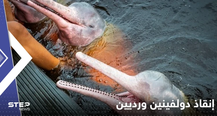 باستخدام القوارب والطائرات المسيرة.. النجاح في إنقاذ دولفينين ورديين مهددين بالانقراض (فيديو)