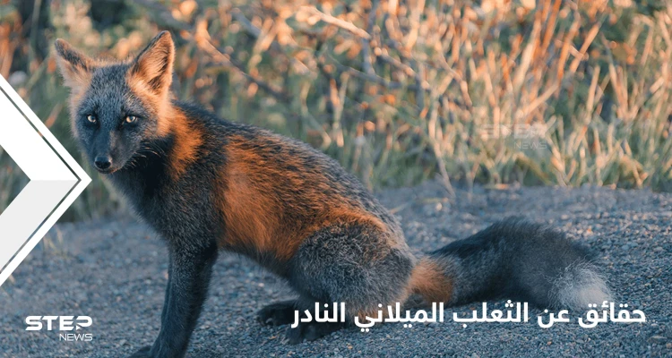 شاهد|| حقائق مدهشة عن الثعلب الميلاني النادر أغرب أنواع الثعالب في العالم
