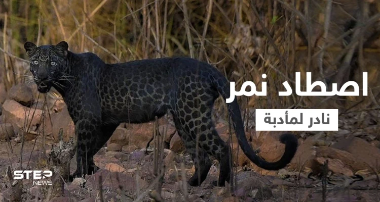 إصدار الحكم النهائي في قضية الملياردير الذي اصطاد نمر أسود من فصيلة نادرة لصنع مأدبة غداء لأصدقائه
