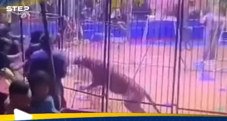 بالفيديو|| لحظات مرعبة في سيرك بمصر.. نمر يهاجم عاملا وينهش ذراعه