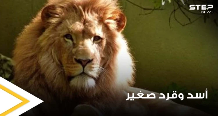 شاهد|| قرد صغير يتمسك بأمه الميتة رغم إحكام الأسد فكيه عليها