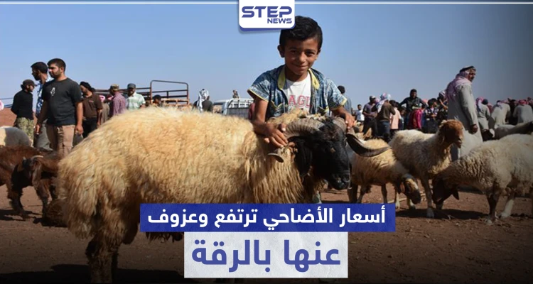 عيد الأضحى بلا أضاحي في الرقة هذا العام وتجّار الماشية يوضحون الأسباب
