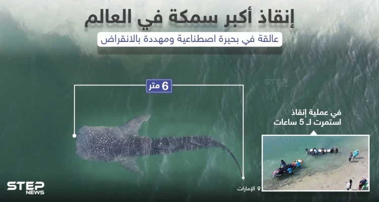 إنقاذ أكبر سمكة في العالم عالقة في بحير اصطناعية في دولة الإمارات