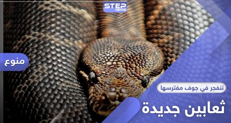 اكتشاف ثعابين تعيش في جوف مفترسها لفترة طويلة وتنفجر في أمعائه: أخبار