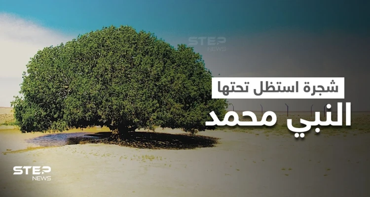 الشجرة التي استراح تحتها النبي محمد خلال رحلته إلى سوريا تُزرع بمدينة روسية