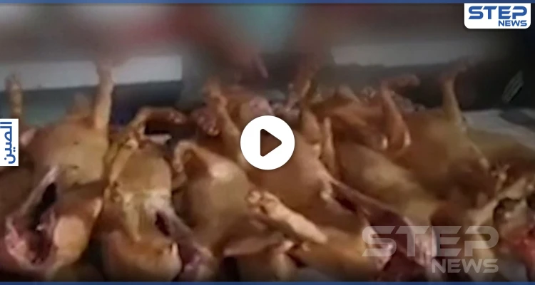 بالفيديو|| افتتاح مهرجان لبيع لحوم الكلاب في الصين رغماً عن كورونا.. والعالم يحذّر