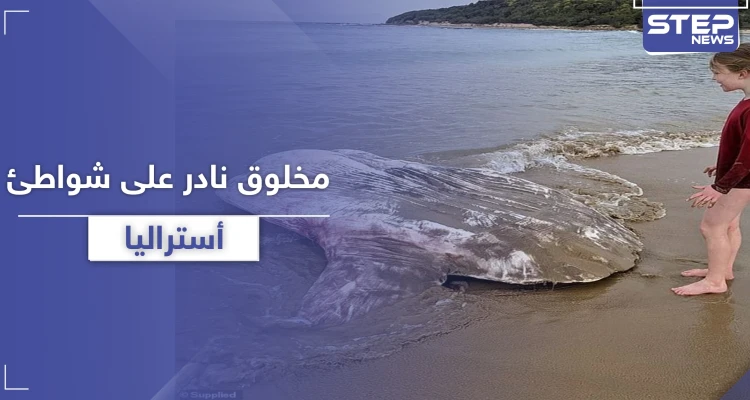 بالصور|| سمكة شمس المحيط.. سائحان يعثران على مخلوق غريب ونادر على شواطئ أستراليا