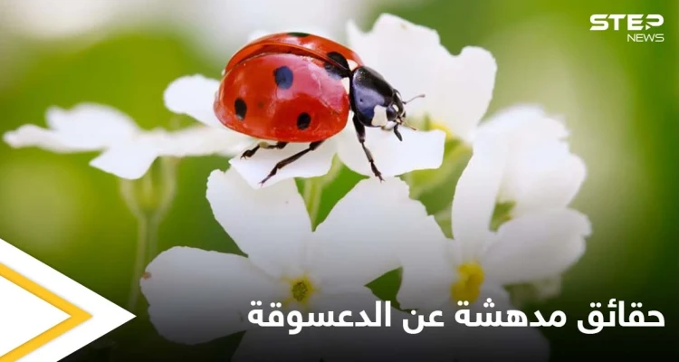 تعتبر جالبة للحظ.. دورة حياة الدعسوقة وأسلحتها الفريدة من نوعها تعتبر جالبة للحظ.. دورة حياة الدعسوقة وأسلحتها الفريدة من نوعها: أخبار