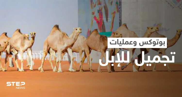 البوتوكس يتسبب بفضيحة في مهرجان الملك عبدالعزيز للإبل.. واستبعاد أكثر من 40 جمل (فيديو)